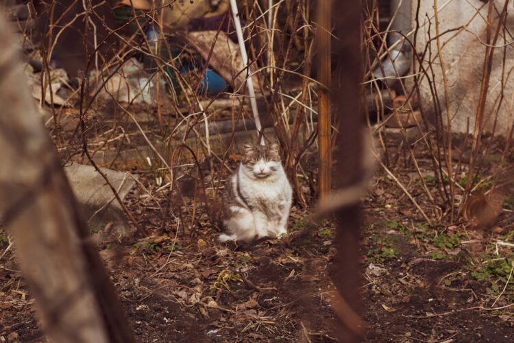 Met deze slimme methoden blijf je katten uit je tuin houden