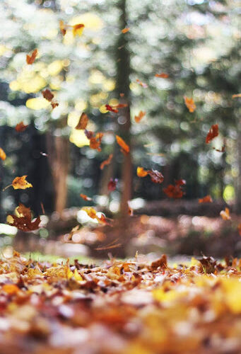 Herfstklusjes die je tuin winterproof maken