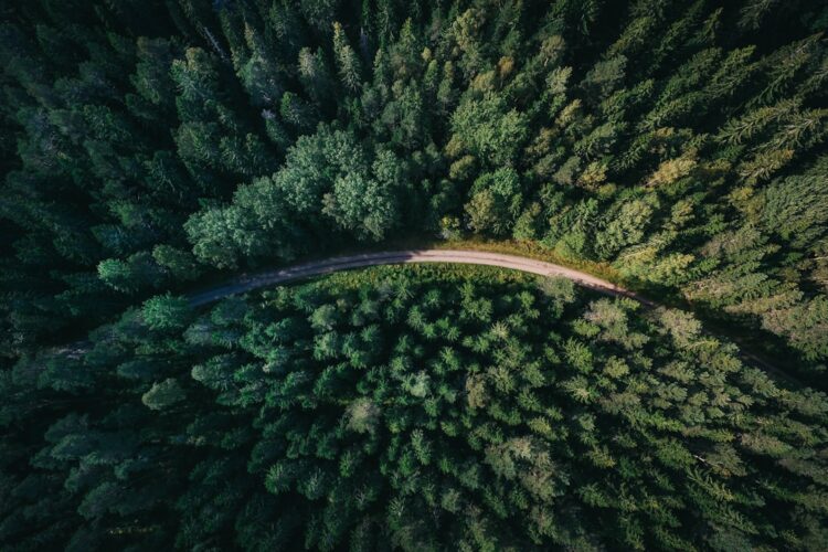 Een gezonde en mooie bonte wilg door goed snoeien
