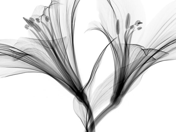 Zo houd je je phlox mooi door te snoeien