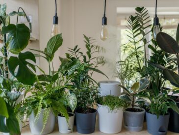 Rododendrons snoeien voor een gezonde en volle struik