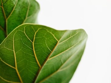 Alles over het juiste moment om Annabelle te snoeien