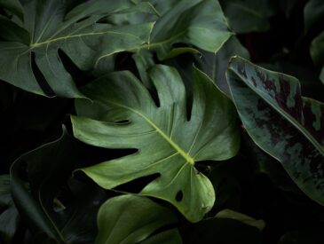 Phlox snoeien: zo houd je deze vrolijke tuinplant gezond