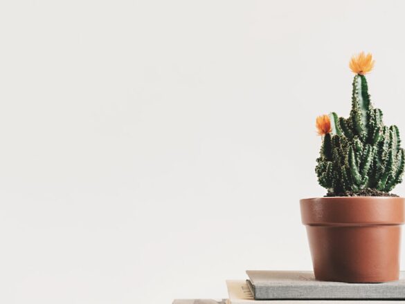 Gezonde rododendrons door op het juiste moment te snoeien