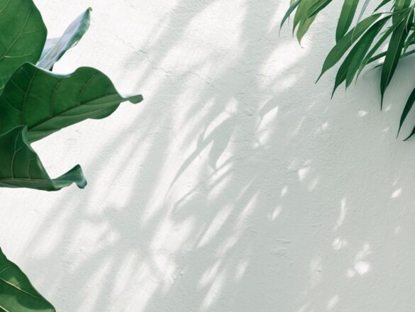 De beste tijd en manier om Annabelle te snoeien