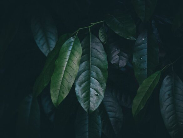 Fris en gezond: zo houd je de bonte wilg mooi met snoeien