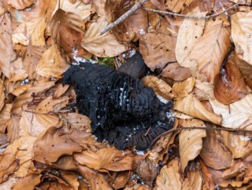 Slapen met een bh aan: slecht of prima voor je gezondheid?