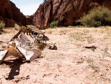 Het condoleanceregister en kennisbank van Nicodemus: Samen herdenken in Volendam