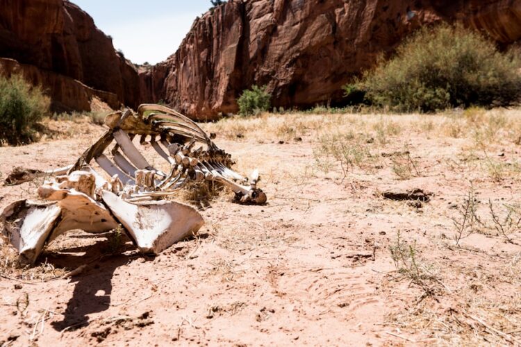 Het condoleanceregister en kennisbank van Nicodemus: Samen herdenken in Volendam