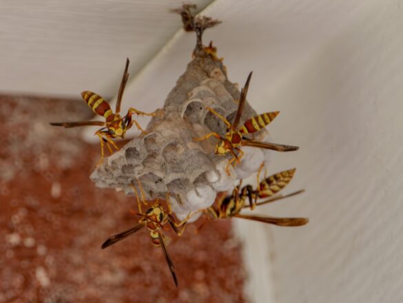 Een klein wespennest in huis: veilig herkennen en aanpakken